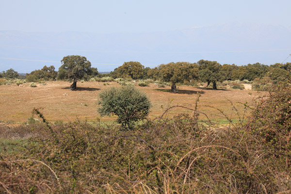 Open landschap met braamstruiken